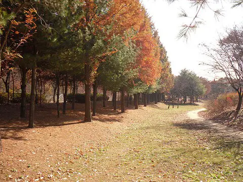 things to do in hongdae noeul park