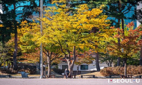 Yeouido park instagram seoul