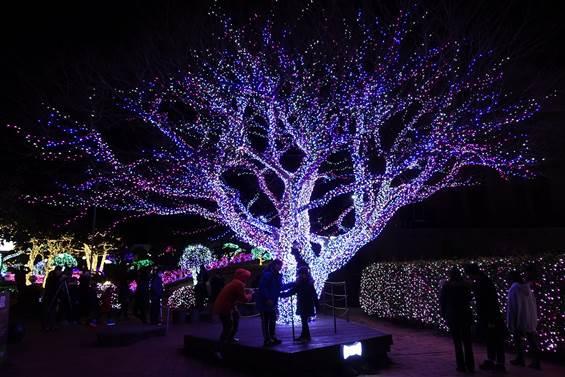 a tree lit up in the middle of the flower and herb garden in jeju