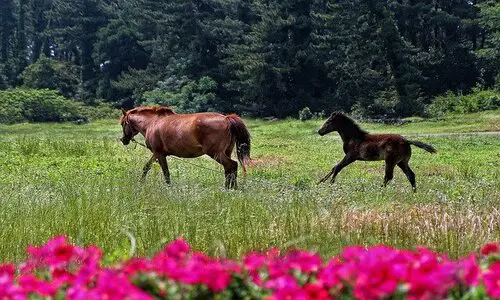 jeju island stay recommendation