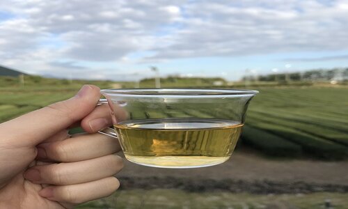 tè verde dell'isola di jeju
