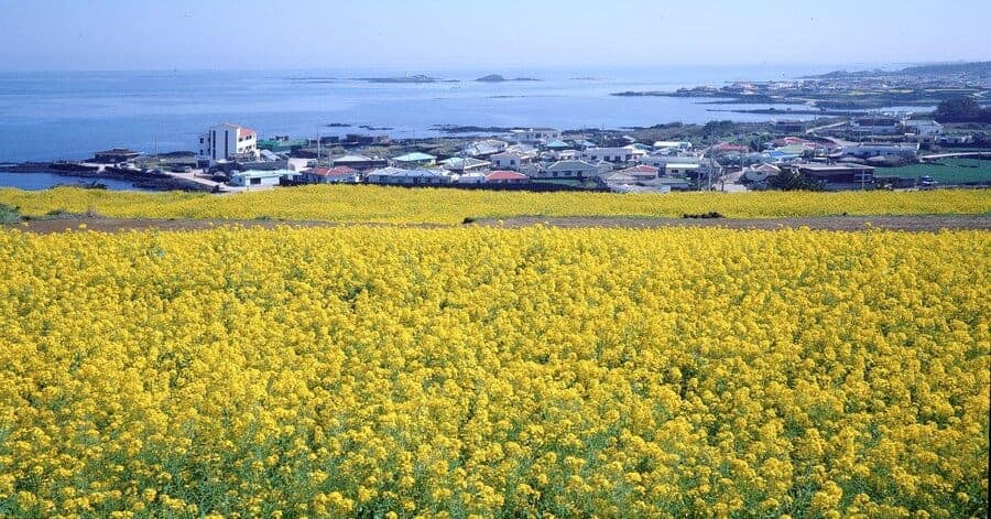 Jadwal perjalanan pulau Jeju