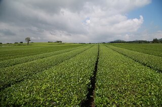 jeju tea field