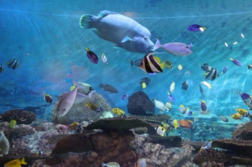 Klook客路 Coex 水族館門票