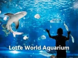 พิพิธภัณฑ์สัตว์น้ำ Lotte World