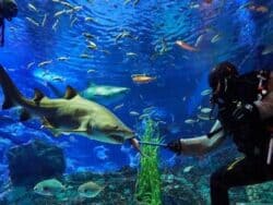 Sea Life Busan Aquarium Discount Ticket