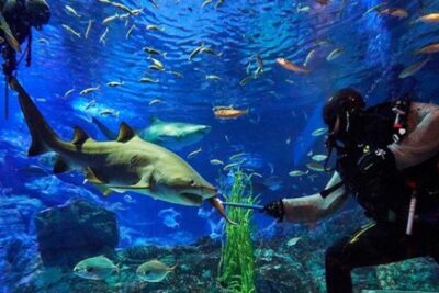 Sea Life Busan Aquarium Discount Ticket