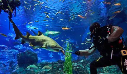 Sea Life Busan Aquarium Discount Ticket