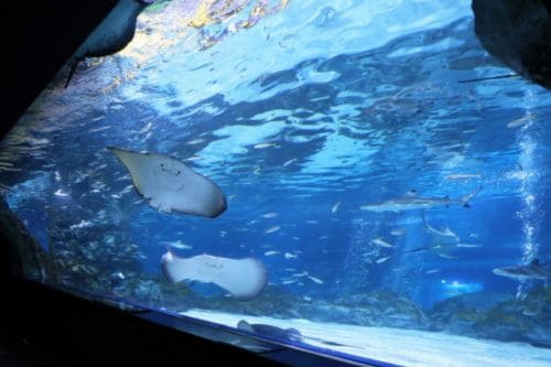 首爾旅遊通票 COEX 水族館門票