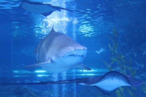 Trazy's COEX 水族館優惠門票