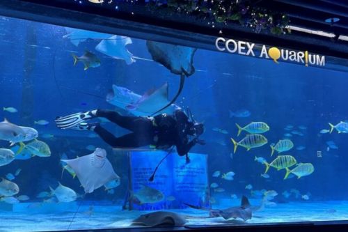 Viator 的 COEX 水族館門票