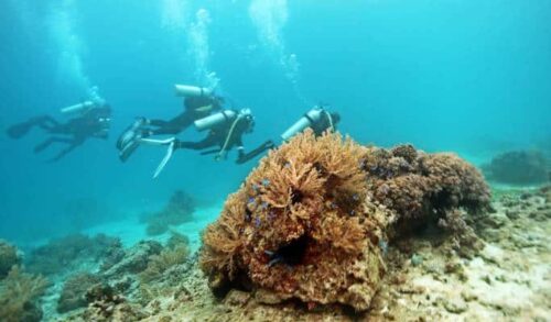 Menyelam Scuba di dekat Seongsan Ilchulbong di Jeju