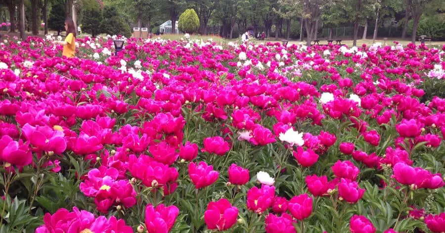 Seoul Grand Park