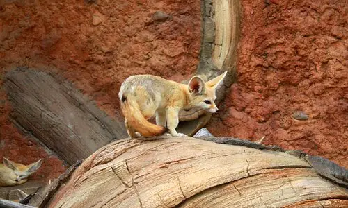 taman besar seoul fox gurun