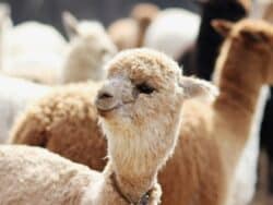 Hongcheon Alpaca World Admission Ticket