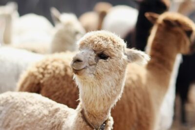 Hongcheon Alpaca World Admission Ticket