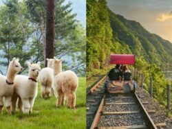 Tur 1 Hari Dunia Alpaca + Pulau Nami