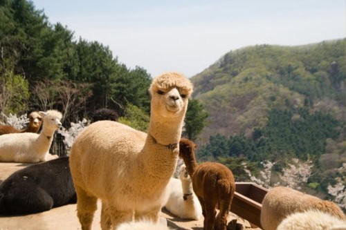 Tour di 1 giorno di Alpaca World + Nami Island