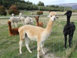 Hongcheon Alpaca World Admission Ticket