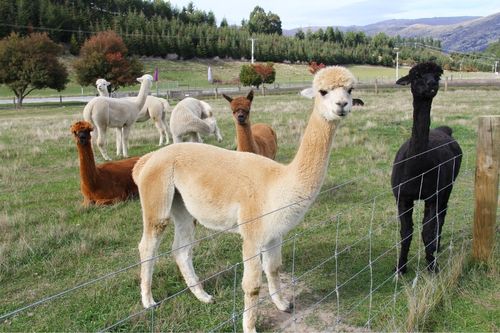 ตั๋วเข้าชม Hongcheon Alpaca World