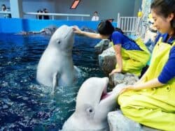 Yeosu Aqua Planet + Museum of Color Admission Ticket