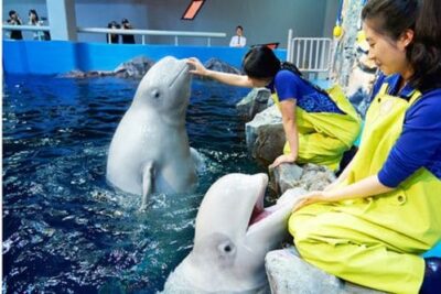 Yeosu Aqua Planet + Museum of Color Admission Ticket