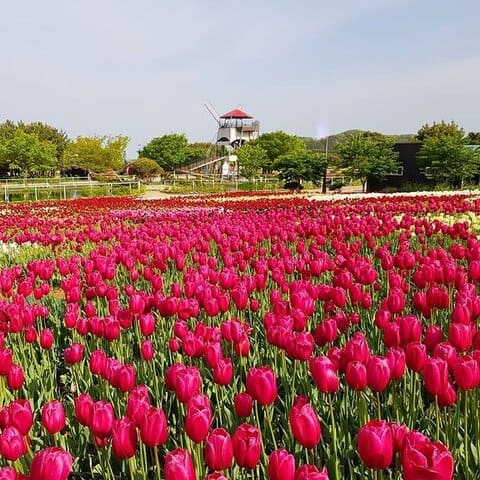 festival bunga taman bunga korea di korea