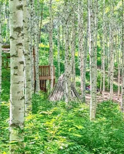 wondaeri birch forest