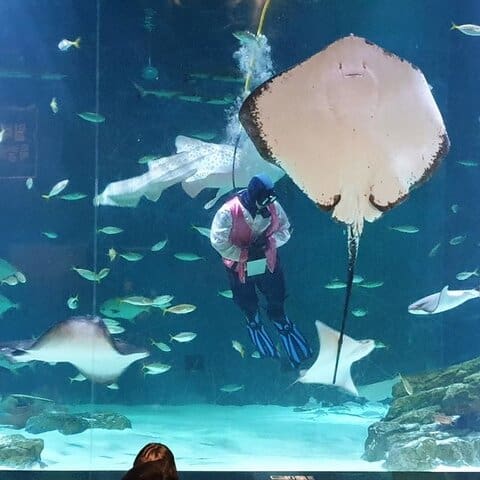 things to do in daegu alive aquarium