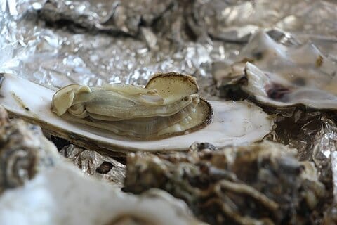 yeosu oyster grilled