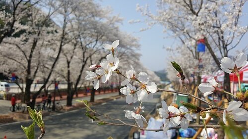 Festival Bunga Sakura Jinhae