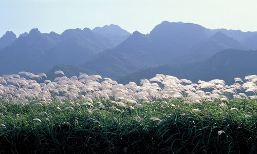 gayasan national park