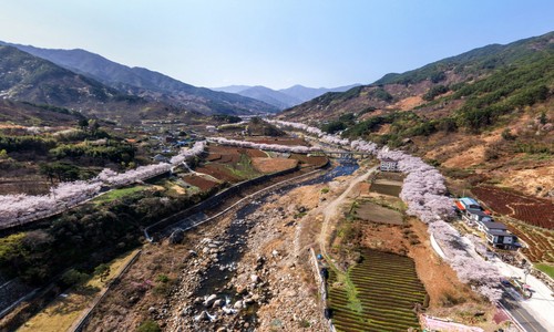 festival dei fiori di ciliegio dell'hadong