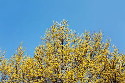 gurye sansuyu flower festival