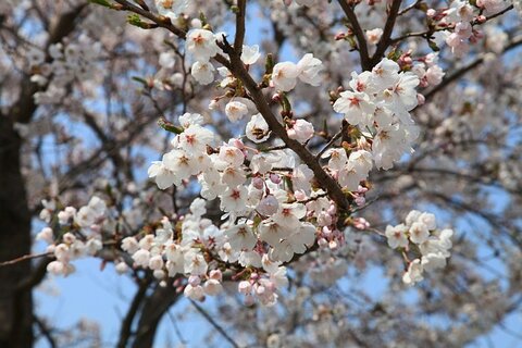 gyeongpo cherry blossom festival