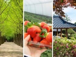 Nami Island, Strawberry Picking, and The Garden of Morning Calm Day Tour