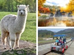 Alpaca World + île de Nami + excursion d'une journée en vélo sur rail