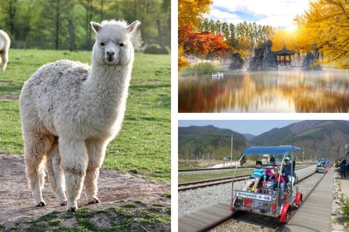Alpaca World + Остров Нами + Однодневный тур на железнодорожном велосипеде