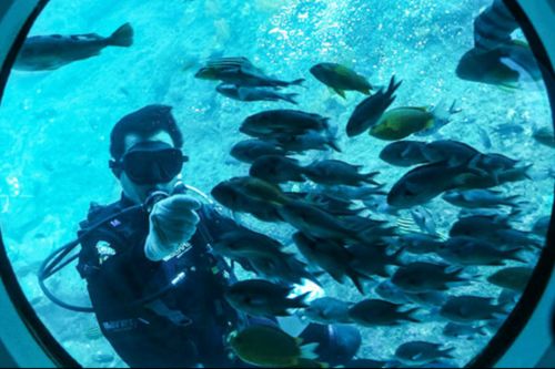 Submarino Seogwipo: increíble experiencia submarina en Jeju (Trazy)