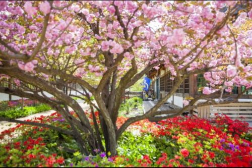 Trazy: Vicinanze di Seoul: Isola di Nami + Giardino della calma mattutina + Raccolta delle fragole (+ Opzione Alpaca World)