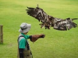 Hwajowon Flower and Bird Park Ticket