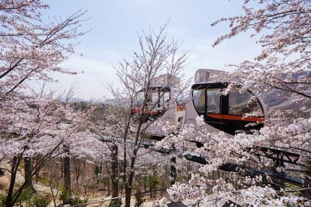 hwadam forest near Seoul - spring flower festival