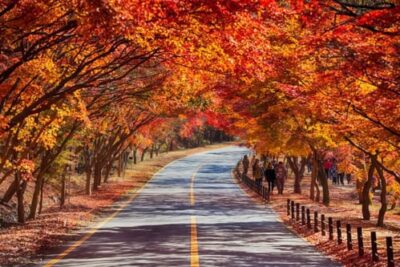 Naejangsan National Park Autumn Foliage Tour from Seoul
