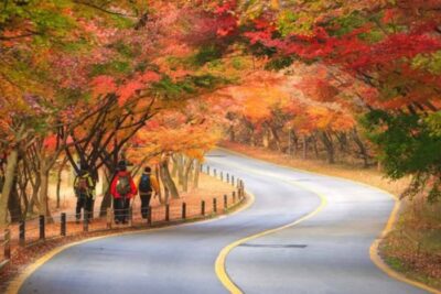 Naejangsan Autumn Foliage Day Tour from Seoul