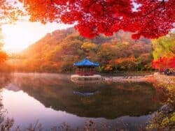 Tur Dedaunan Musim Gugur Taman Nasional Naejangsan dari Busan