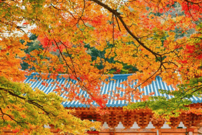 Naejangsan National Park Autumn Foliage Tour from Busan