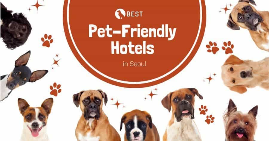 hotel pet friendly a Seul