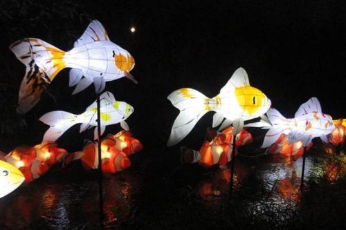 Swimming Fish Lanterns in Seoul Lantern Festival