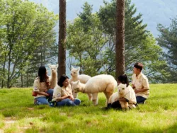 Alpaca World + Nami Island + Rail Bike 1 Day Tour