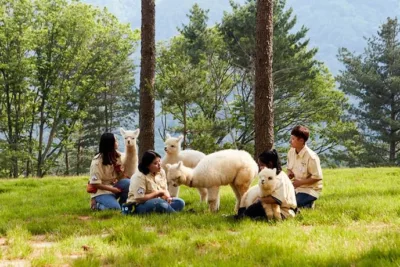 Alpaca World + Nami Island + Rail Bike 1 Day Tour